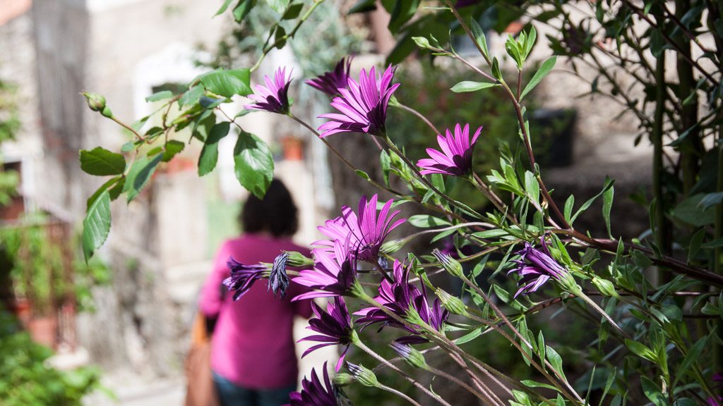 Blumen in Monsanto in Portugal