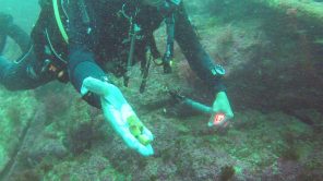 Berlenga: Primavera Tauchspot und Marmorsteine