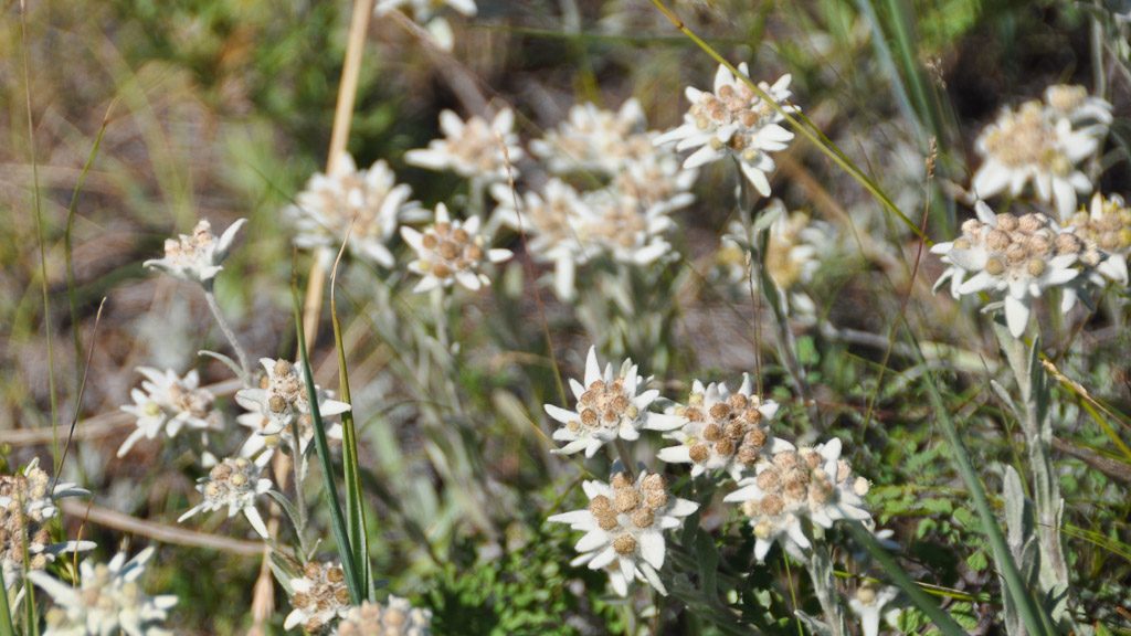 Edelweiss am Baikalsee