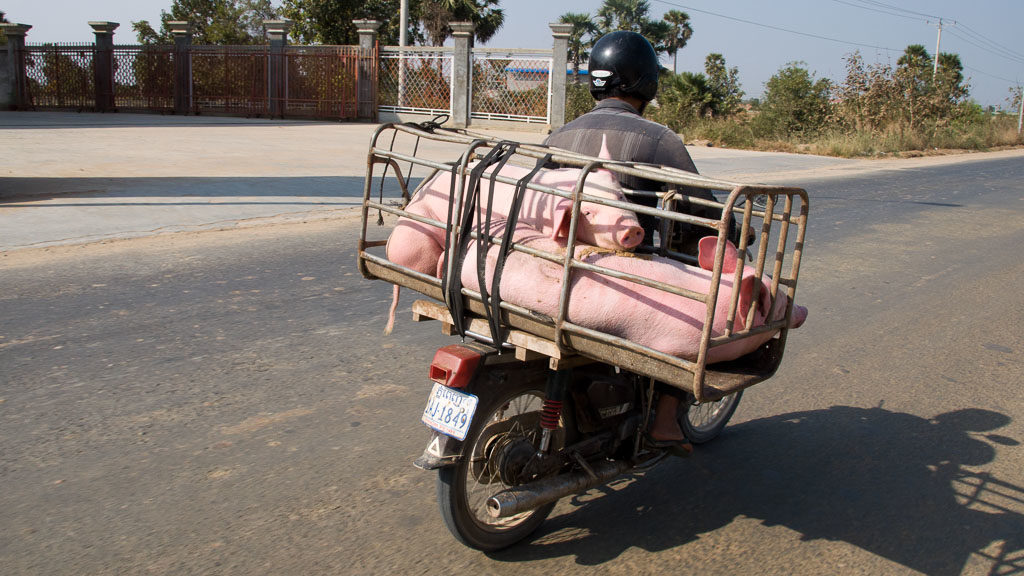 Schweine am Moped in Kambodscha