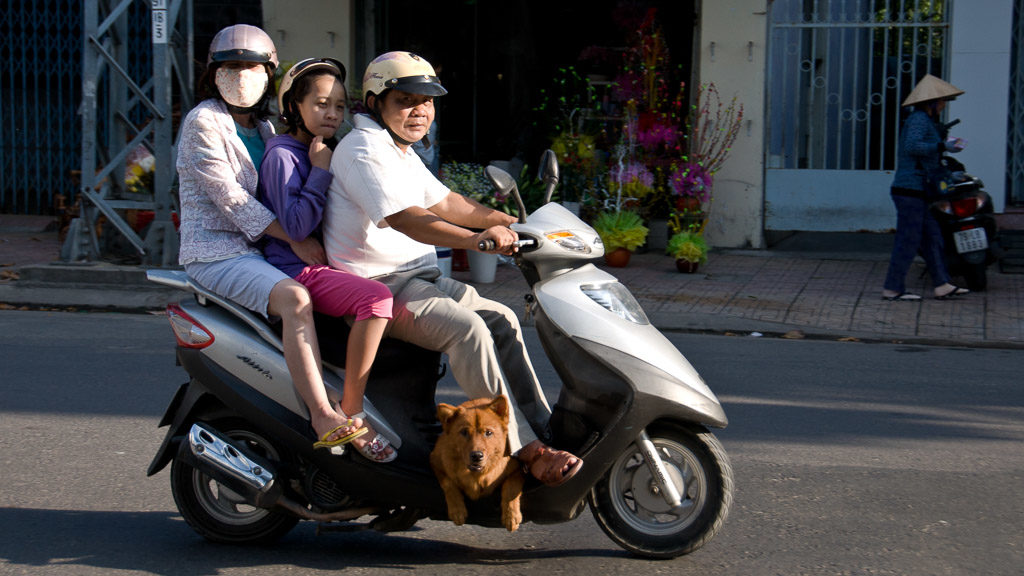 Hund am Moped in Vietnam