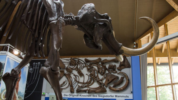 Größte Mammut-Skelett Europas im Mammut Museum Siegsdorf