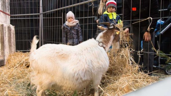 Lebende Krippe bei der Lokwelt Weihnacht