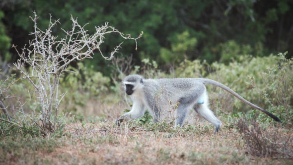 Affen erste Safari Südafrika