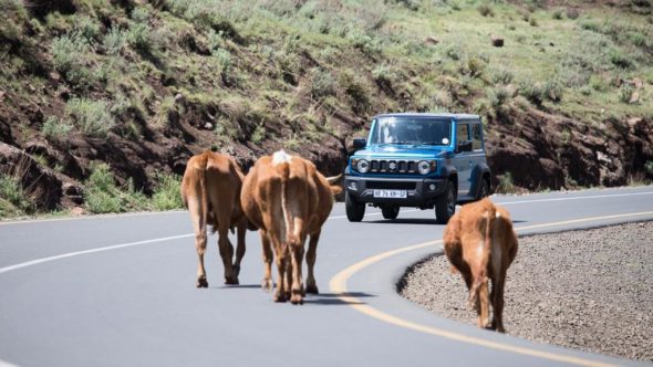 Auto in Lesotho und Kühe auf der Fahrbahn