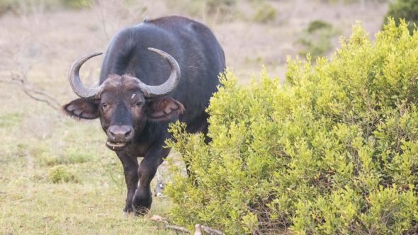 Büffel während erste Safari in Südafrika