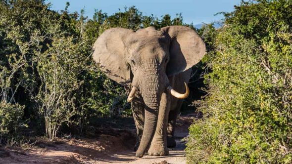 Elefant während erste Safari in Südafrika