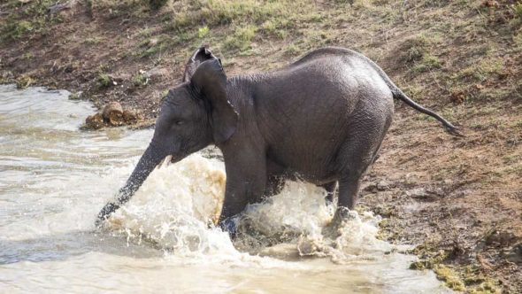 Elefant am Wasser während erste Safari in Südafrika