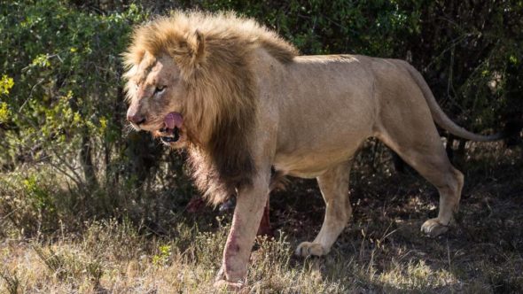 Löwe während erste Safari in Südafrika