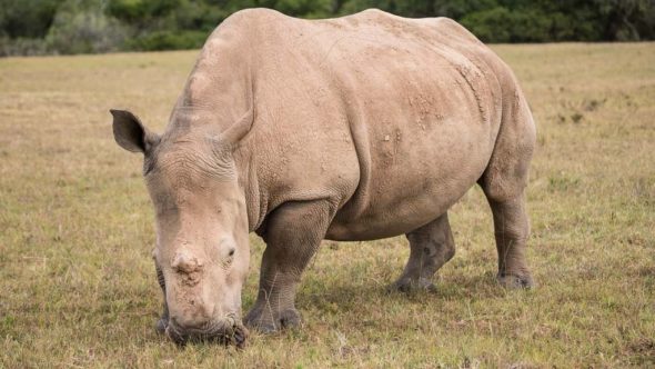 Nashorn während erste Safari in Südafrika