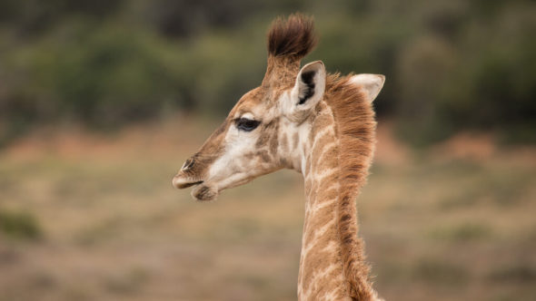 Giraffe während erste Südafrika Safari