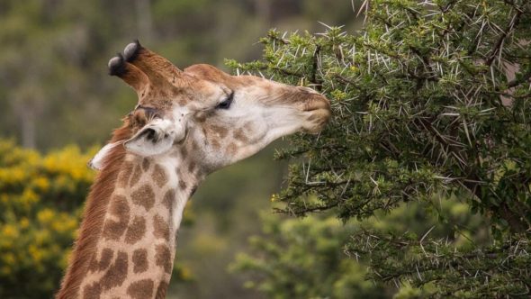 Giraffe bei erste Safari in Südafrika