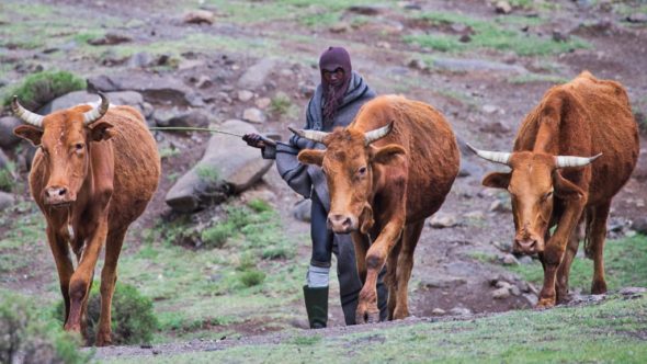 Hirte mit Kühe während einem Roadtrip durch Lesotho