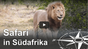 Safari Südafrika - Big Five im Kariega Game Reserve Video