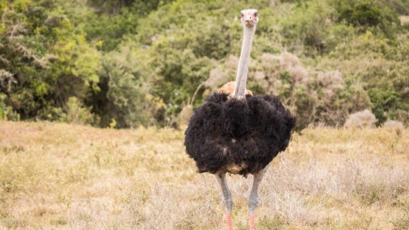 Strauß während der Safari in Südafrika im Kariega Game Reserve