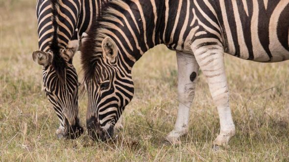 Zebra während erste Safari in Südafrika