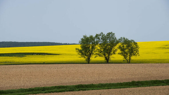 Bild: Rapsfeld in Südböhmen - Tschechien