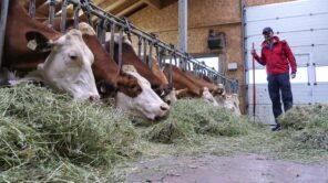 Vom Schlechtwetter überrascht: Schöne Erlebnisse beim Urlaub am Bauernhof bei Regen - mit Video